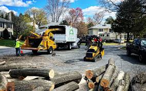 How Our Tree Care Process Works  in Pekin, IL